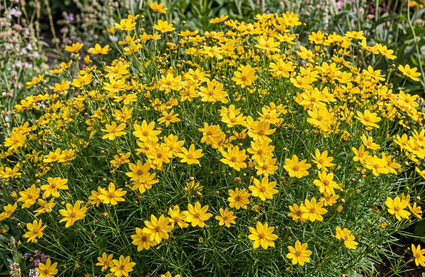 Mädchenaugen - Coreopsis verticillata 'Grandiflora'