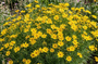 Mädchenaugen - Coreopsis verticillata 'Grandiflora'