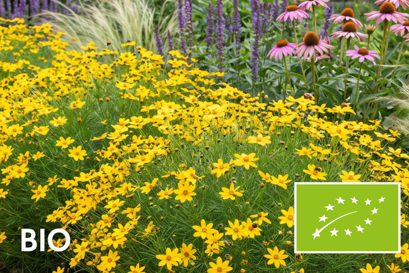 Biologische Meisjesogen - Coreopsis verticillata 'Zagreb'