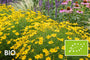 Biologische Meisjesogen - Coreopsis verticillata 'Zagreb'