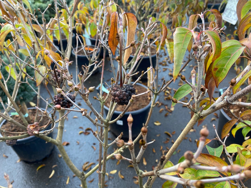 Japanischer großblumiger Hartriegel - Cornus kousa 'China Girl'