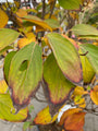 Japanischer großblumiger Hartriegel - Cornus kousa 'China Girl'