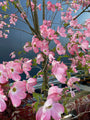 Japanischer großblumiger Hartriegel - Cornus kousa 'Satomi'