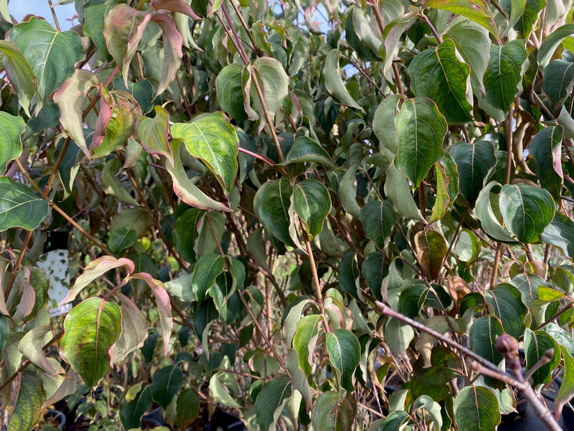 Japanischer großblumiger Hartriegel - Cornus kousa 'Venus'