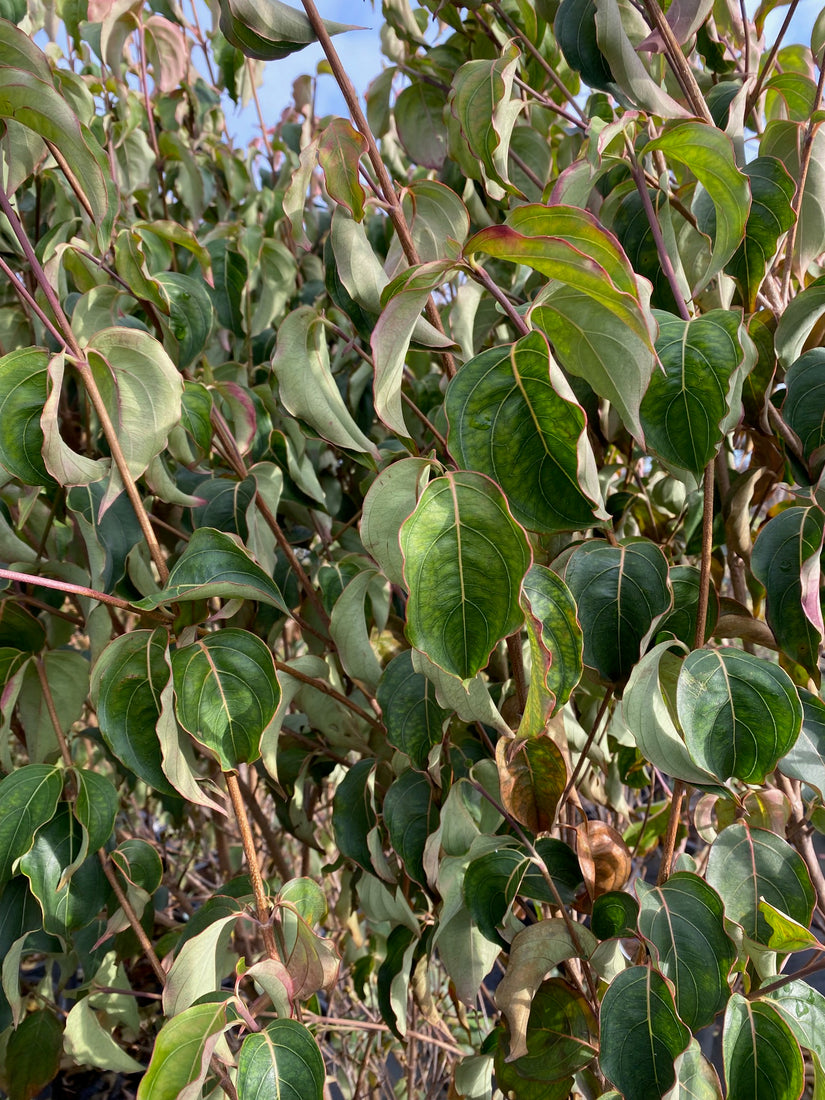 Japanischer großblumiger Hartriegel - Cornus kousa 'Venus'