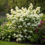 Japanischer Hartriegel - Cornus kousa 'Wieting's Select'