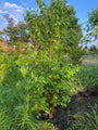 Gelber Hartriegel - Cornus mas