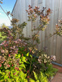 Roter Perückenbaum - Cotinus coggygria 'Royal Purple'