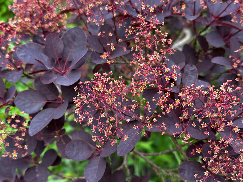 Roter Perückenbaum - Cotinus coggygria 'Royal Purple'