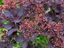 Roter Perückenbaum - Cotinus coggygria 'Royal Purple'