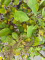 Perückenbaum - Cotinus coggygria 'Young Lady'