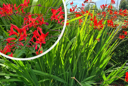 Montbretia - Crocosmia 'Lucifer' TIPP