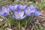 Großblumiger Krokus Crocus 'Large-Flowered Blue' - 75 Blumenzwiebeln