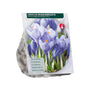 Großblumiger Krokus Crocus 'Large-Flowered Blue' - 75 Blumenzwiebeln