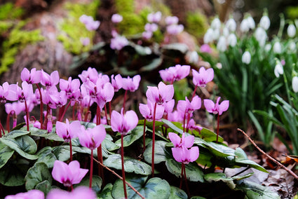 Alpenveilchen - Alpenveilchen coum
