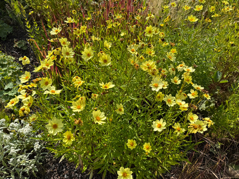 Mädchenaugen - Coreopsis verticillata
