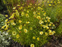 Mädchenaugen - Coreopsis verticillata