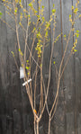 Schneeglöckchenbaum - Halesia carolina Hochstammbaum