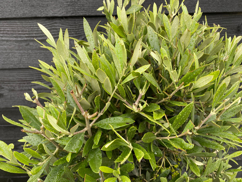 Halbstämmiger Olivenbaum - Olea europaea