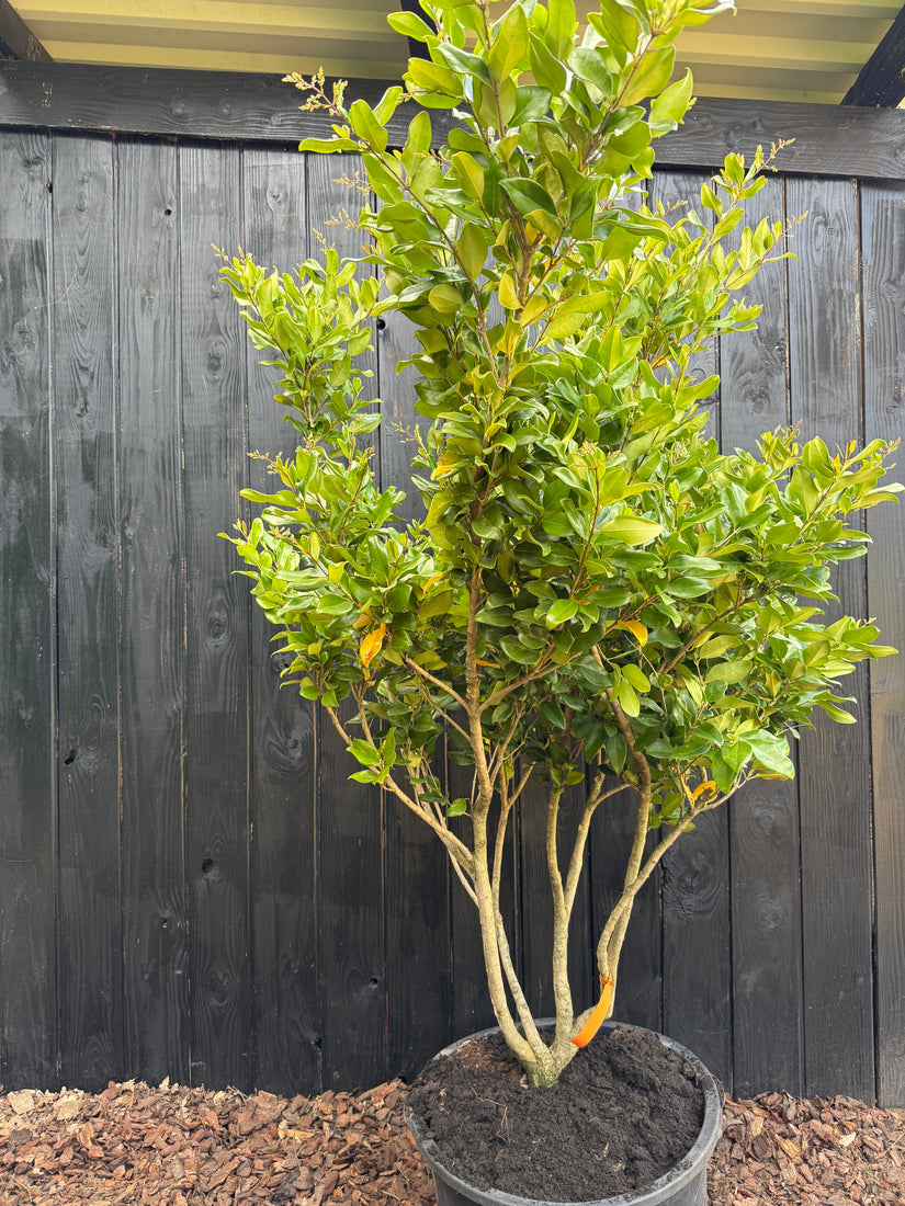 Mehrstämmiger Liguster - Ligustrum japonicum 'Texanum' (immergrüner Zierstrauch)