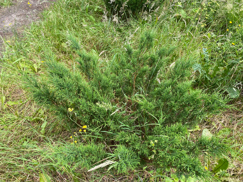 Sabiner Wacholder - Juniperus sabina 'Rockery Gem'