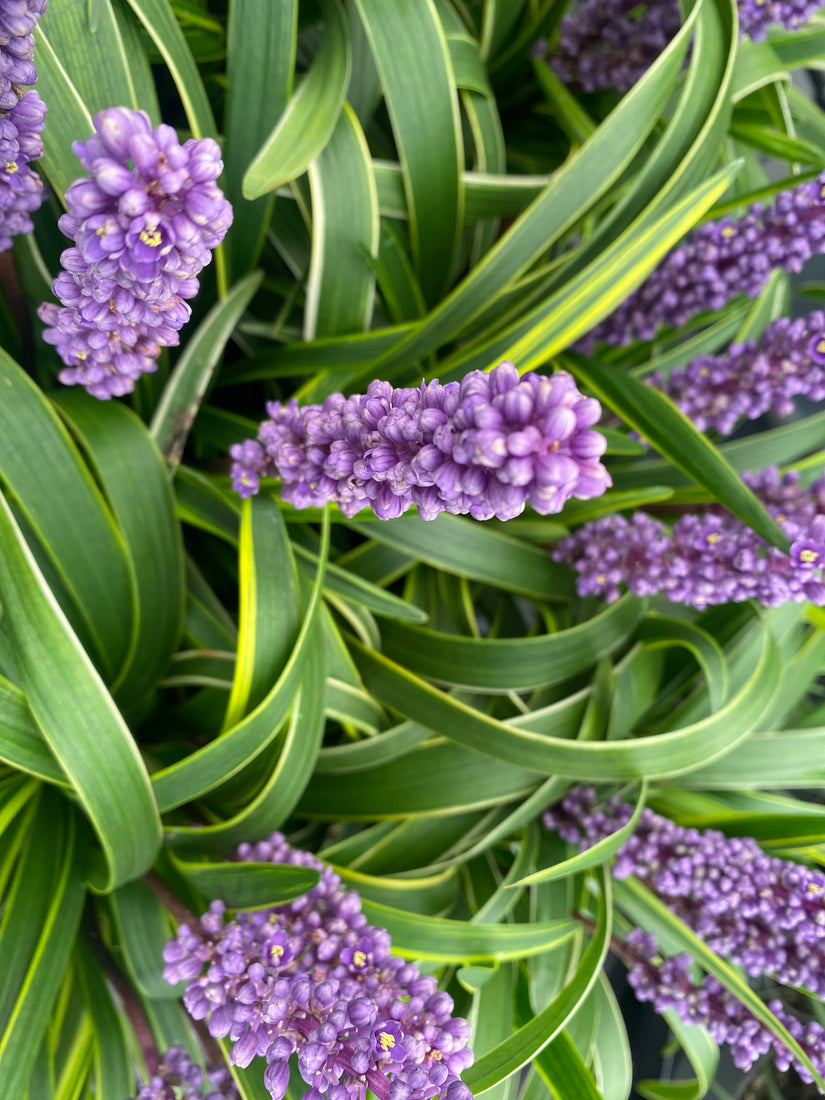 Liliengras - Liriope muscari 'Moneymaker'