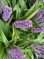 Liliengras - Liriope muscari 'Moneymaker'