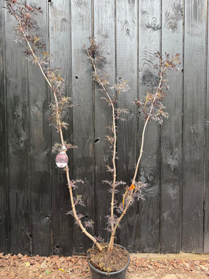 125-150 cm, C20