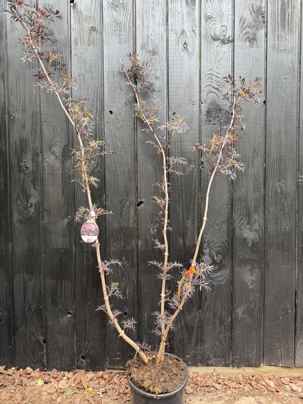 Schwarzer Holunder - Sambucus nigra 'Black Lace'