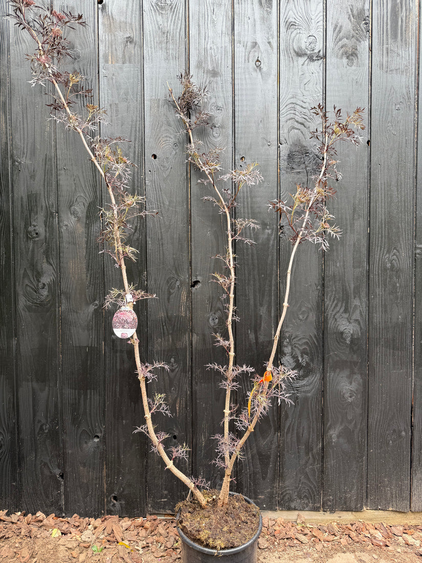 Schwarzer Holunder - Sambucus nigra 'Black Lace'