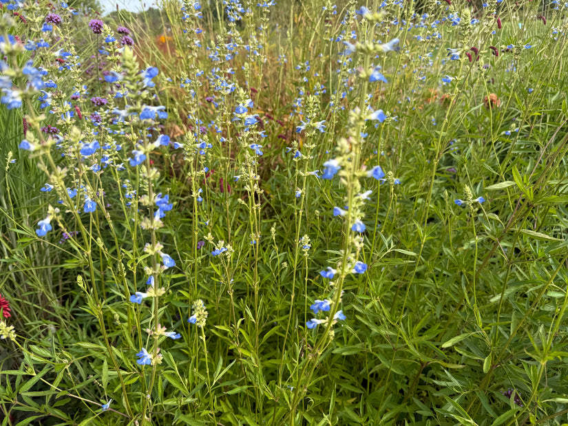 Salbei (Hohe Sorte 150 cm) - Salvia Uliginosa