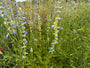 Salbei (Hohe Sorte 150 cm) - Salvia Uliginosa