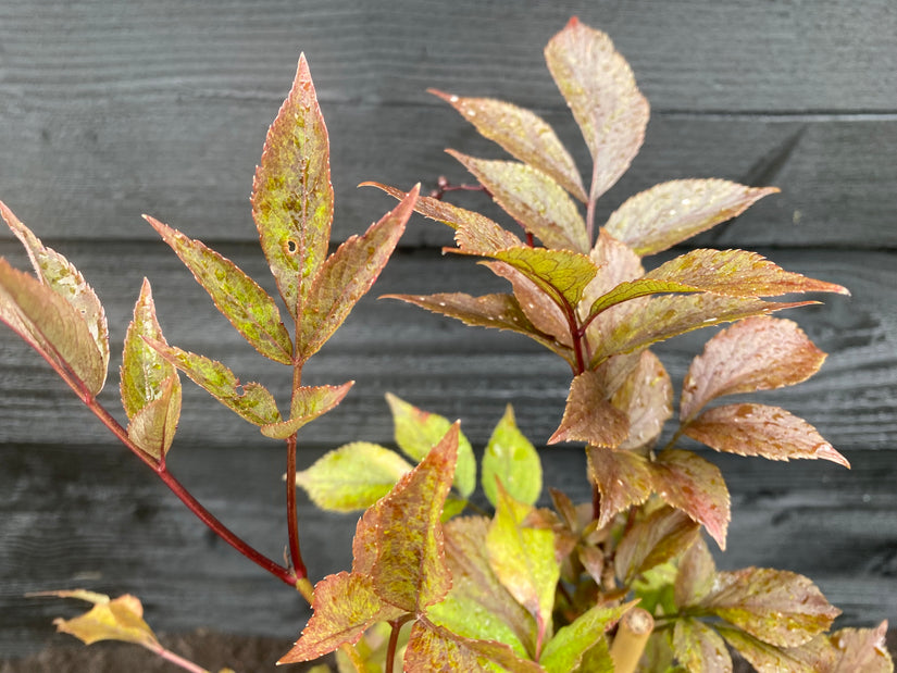 Bio-Schwarzer Holunder - Sambucus nigra 'Black Beauty'.