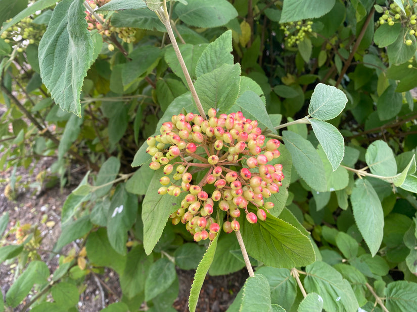 Wolliger Schneeball - Viburnum Lantana (einheimisch)