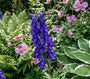 Blauer Eisenhut - Aconitum napellus