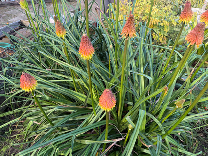 Bio-Feuerpfeil – Kniphofia uvaria