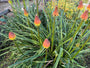 Bio-Feuerpfeil – Kniphofia uvaria