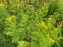 Bio-Rainfarn - Tanacetum vulgare