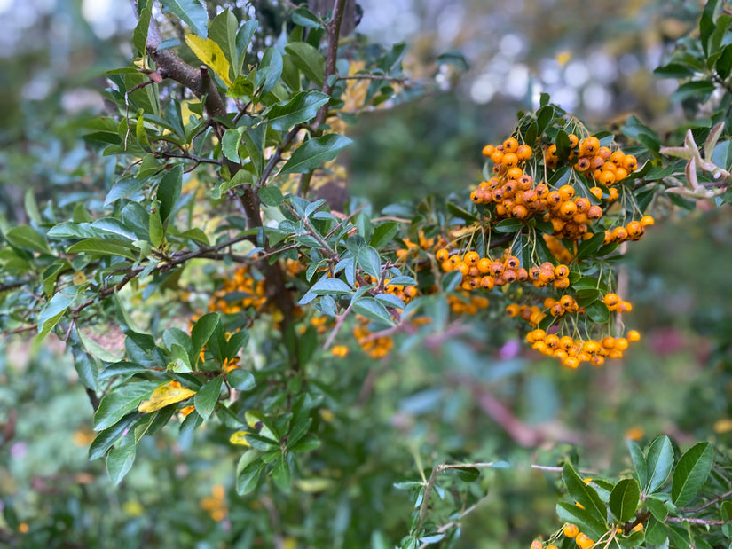 Feuerdorn - Pyracantha 'Orange Glow'