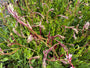 Wunderschöne Kerze – Gaura „Rosy Jane“