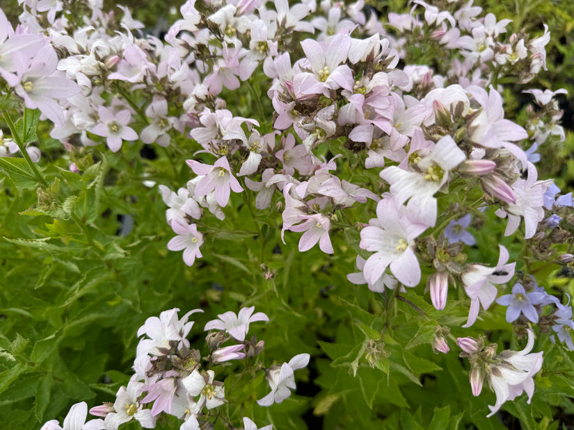 Glockenblume - Campanula lactiflora 'Loddon Anna'