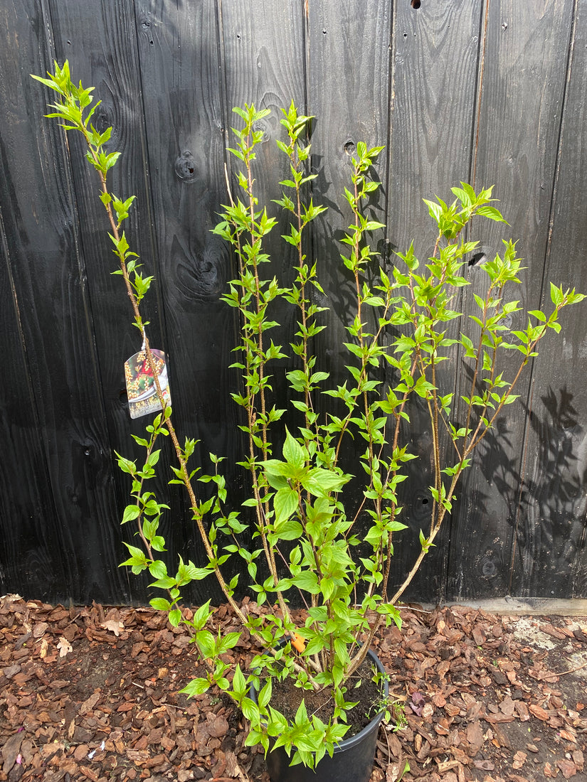 C20 pot / foto april