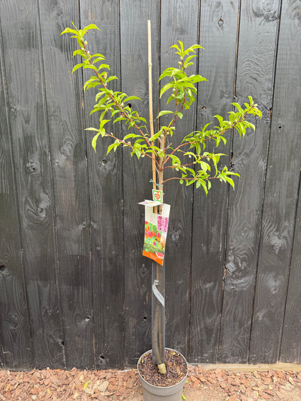 Pfirsich - Prunus persica 'Peregrine'