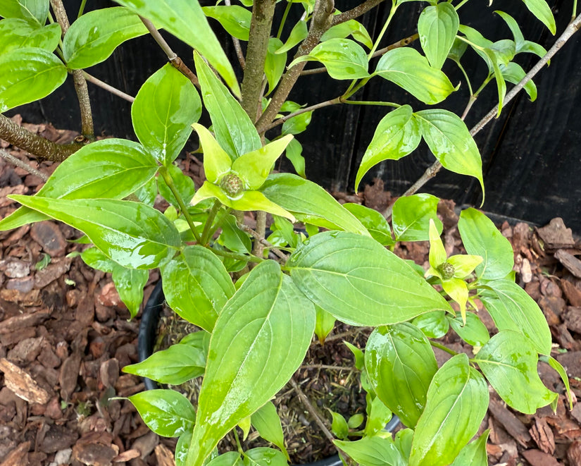 Japanischer Großblumiger Hartriegel 'Pure White' - Cornus kousa 'Milky Way'
