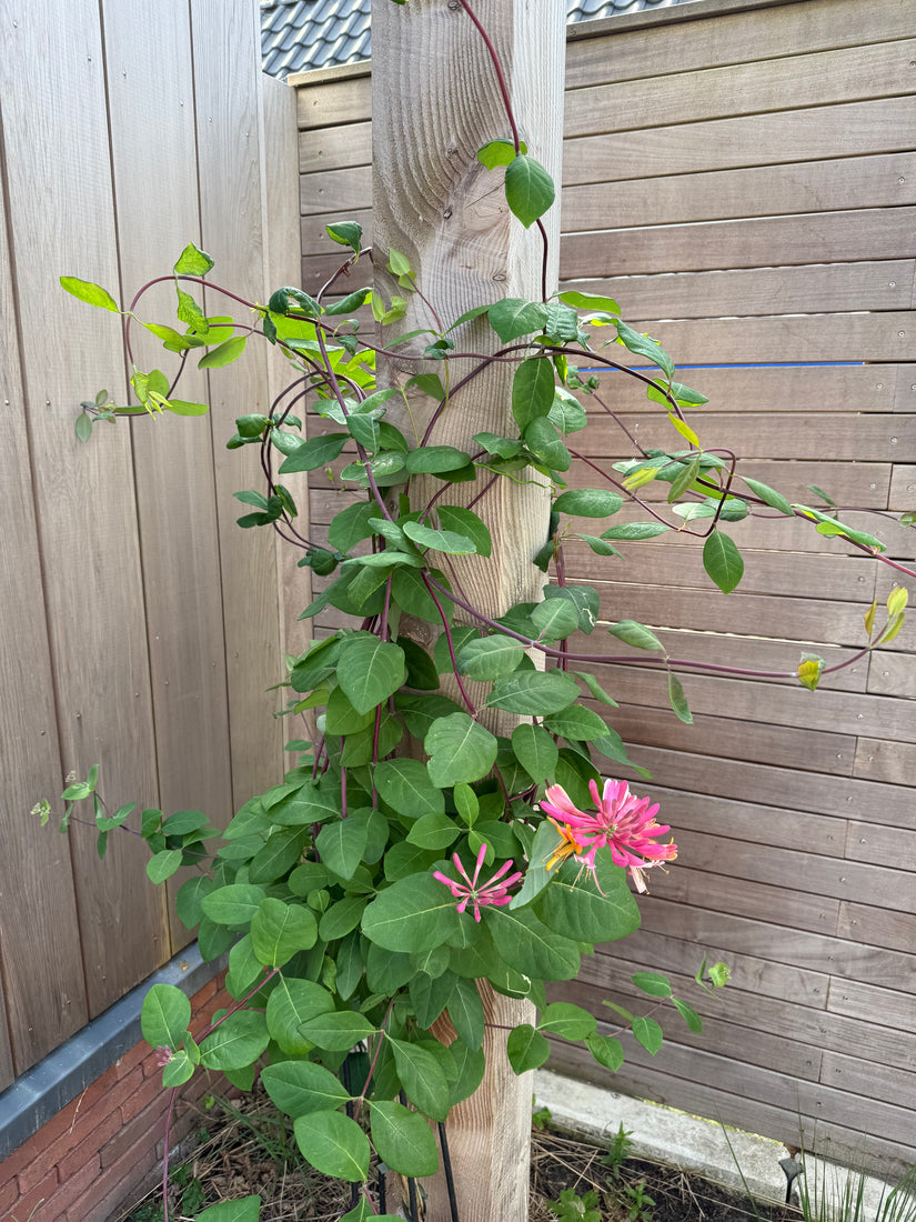 Geißblatt - Lonicera heckrottii 'Goldflame'