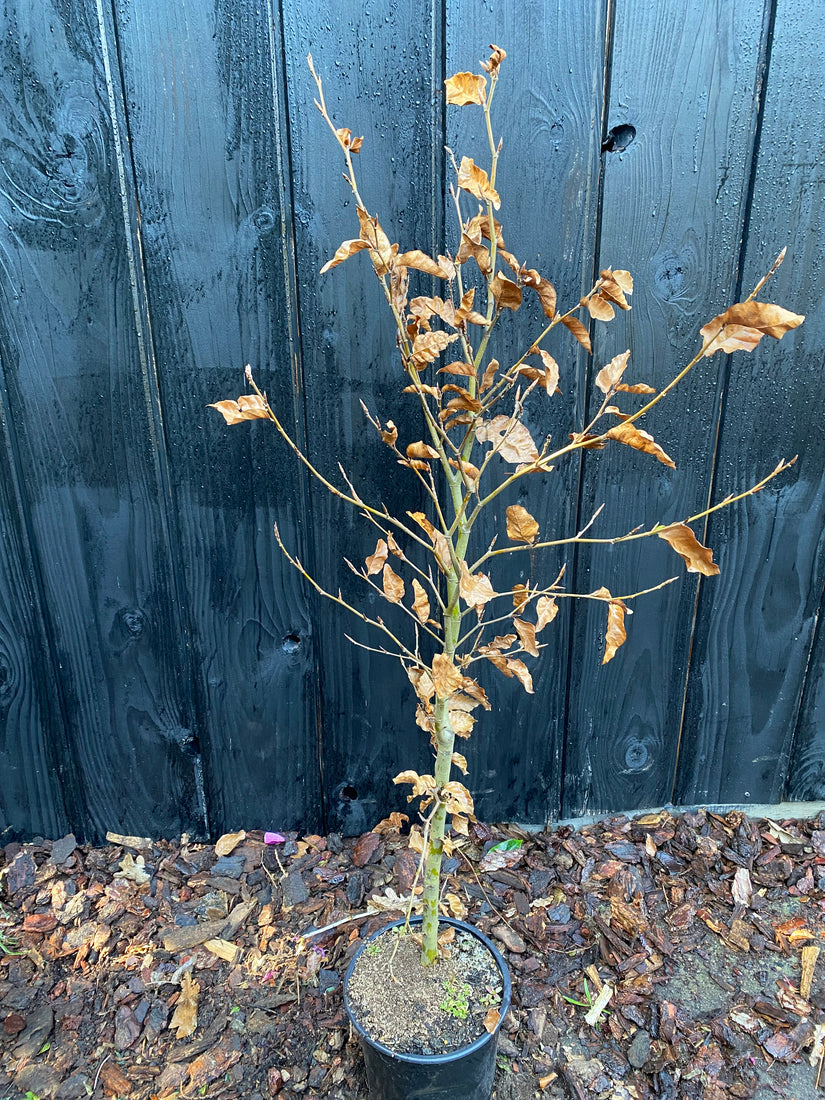 Grüne Buchenhecke - Fagus sylvatica (Immergrüne Buche)
