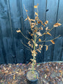 Grüne Buchenhecke - Fagus sylvatica (Immergrüne Buche)