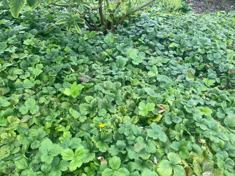 Bio-Golderdbeere (Wintergrün) - Waldsteinia ternata