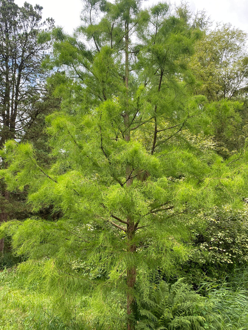 Sumpfzypresse - Taxodium distichum