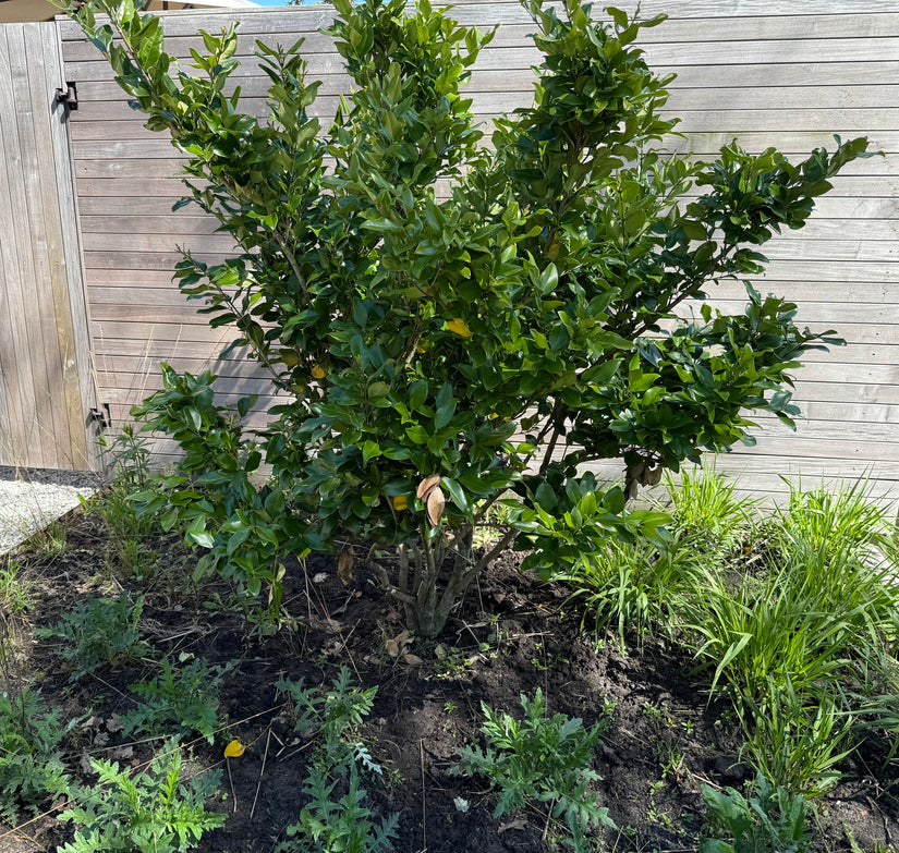 Mehrstämmiger Liguster - Ligustrum japonicum 'Texanum' (immergrüner Zierstrauch)